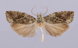 Image of Epinotia fumoviridana Heinrich 1923