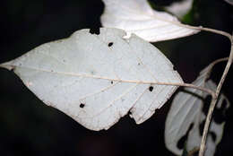 Imagem de Piptocarpha quadrangularis (Vell.) Baker