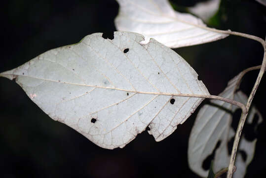 صورة Piptocarpha quadrangularis (Vell.) Baker