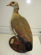 Image of Egyptian Goose