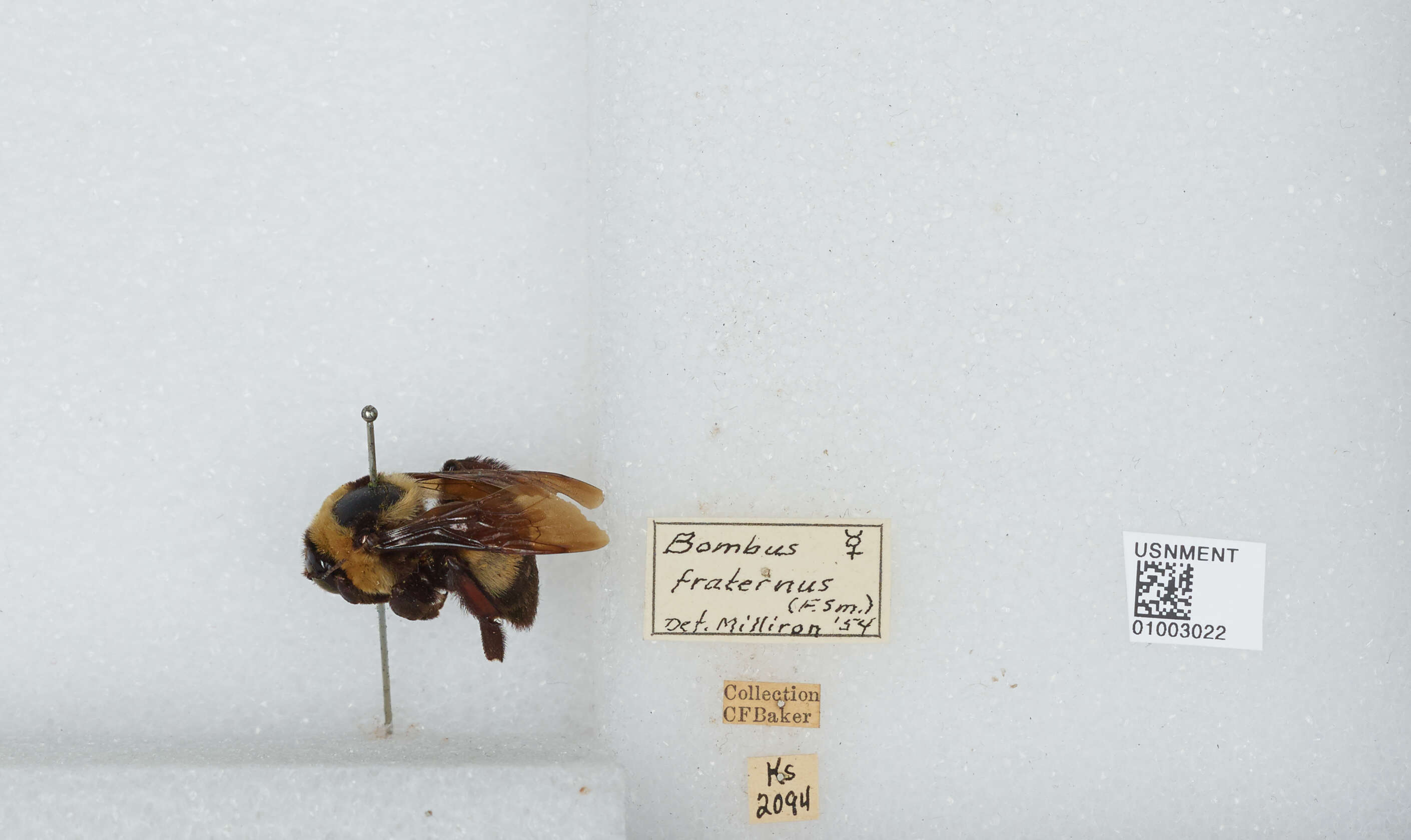 Слика од Bombus fraternus (Smith 1854)