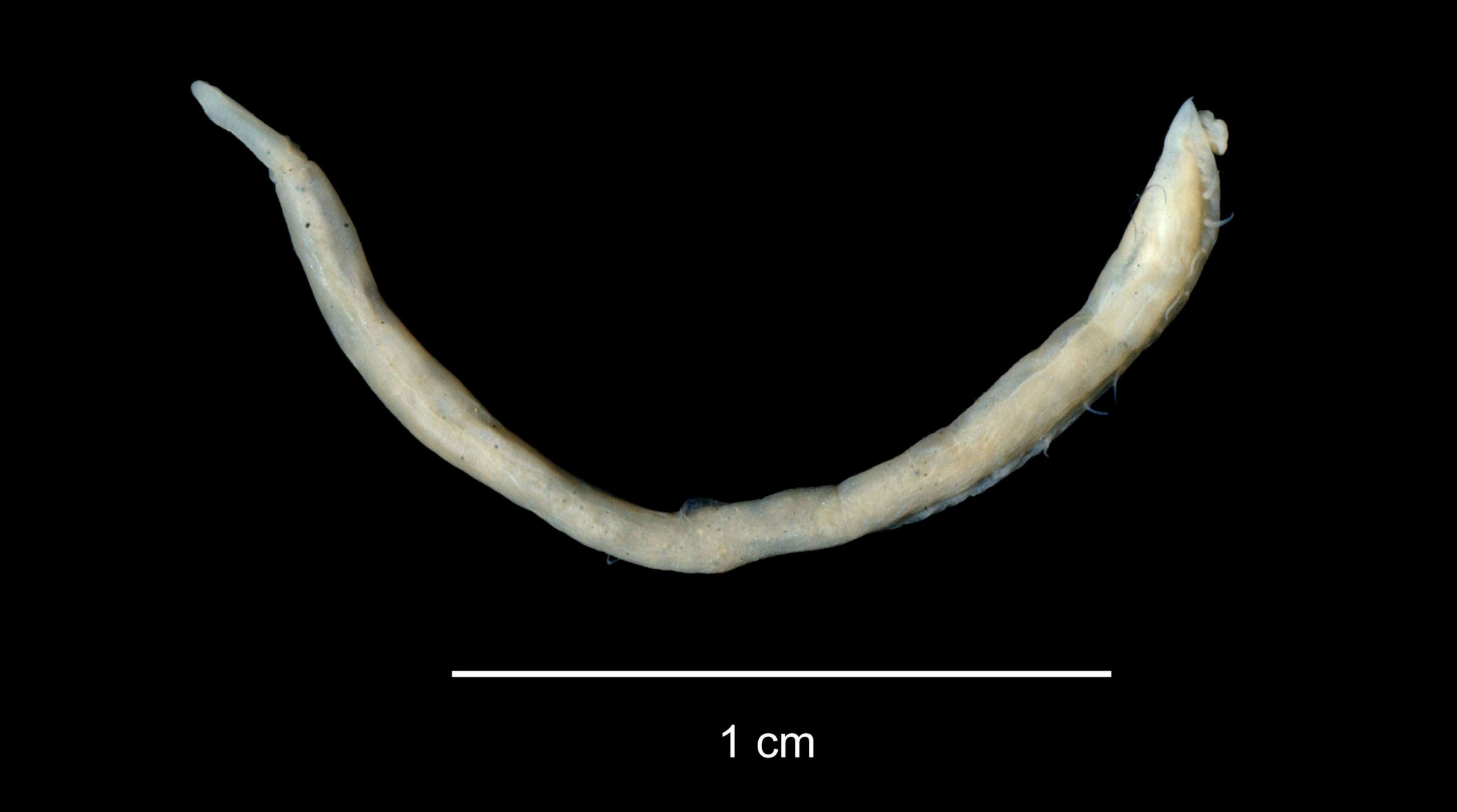 Image de Ophelina breviata (Ehlers 1913)