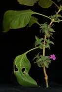 Image of Ruellia inundata Kunth