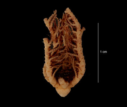 Image of Eumorphometra marri John 1938