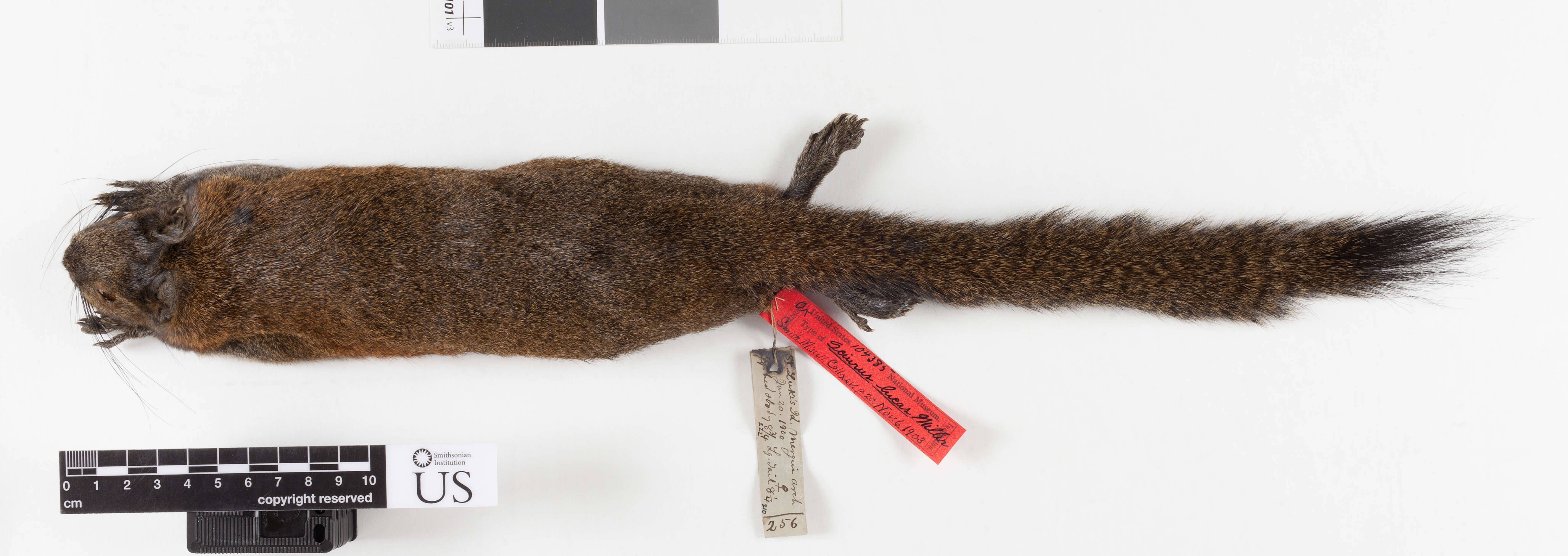 Image of Gray-bellied Squirrel