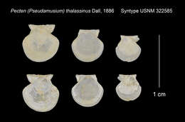 Слика од Cyclopecten thalassinus (Dall 1886)