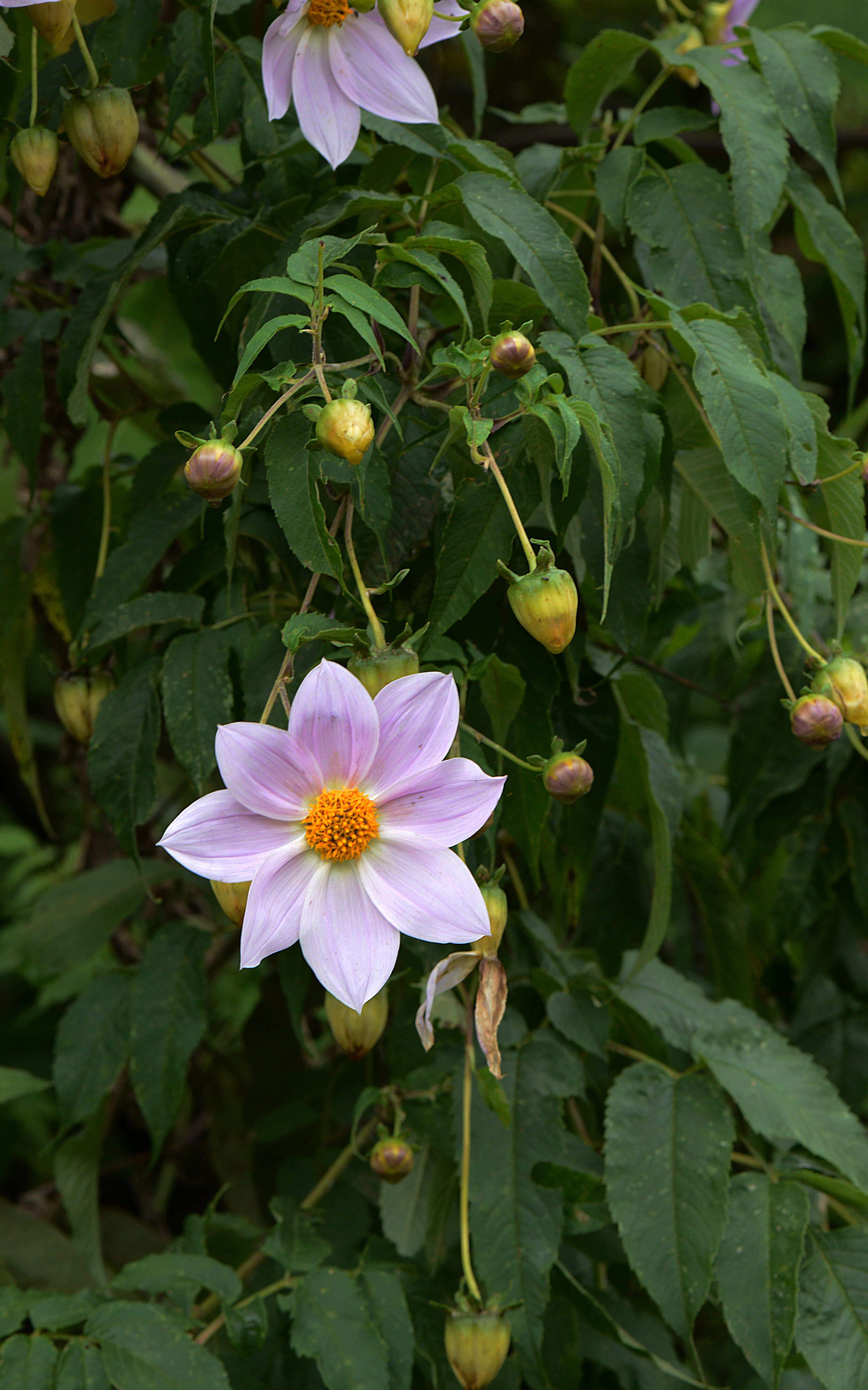 Image of red dahlia