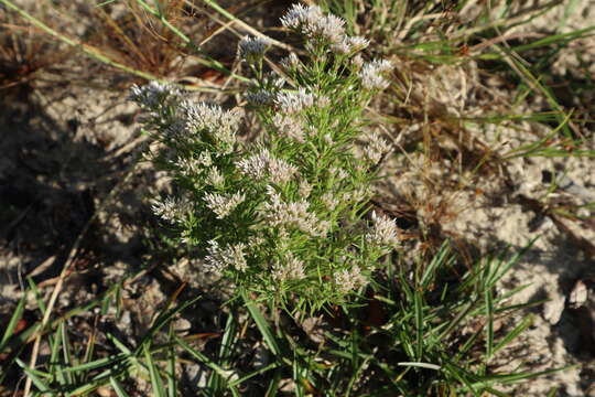 Image de Polycarpaea corymbosa (L.) Lam.