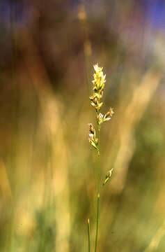 Image of plains bluegrass