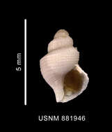 Image of Falsitromina fenestrata (Powell 1951)