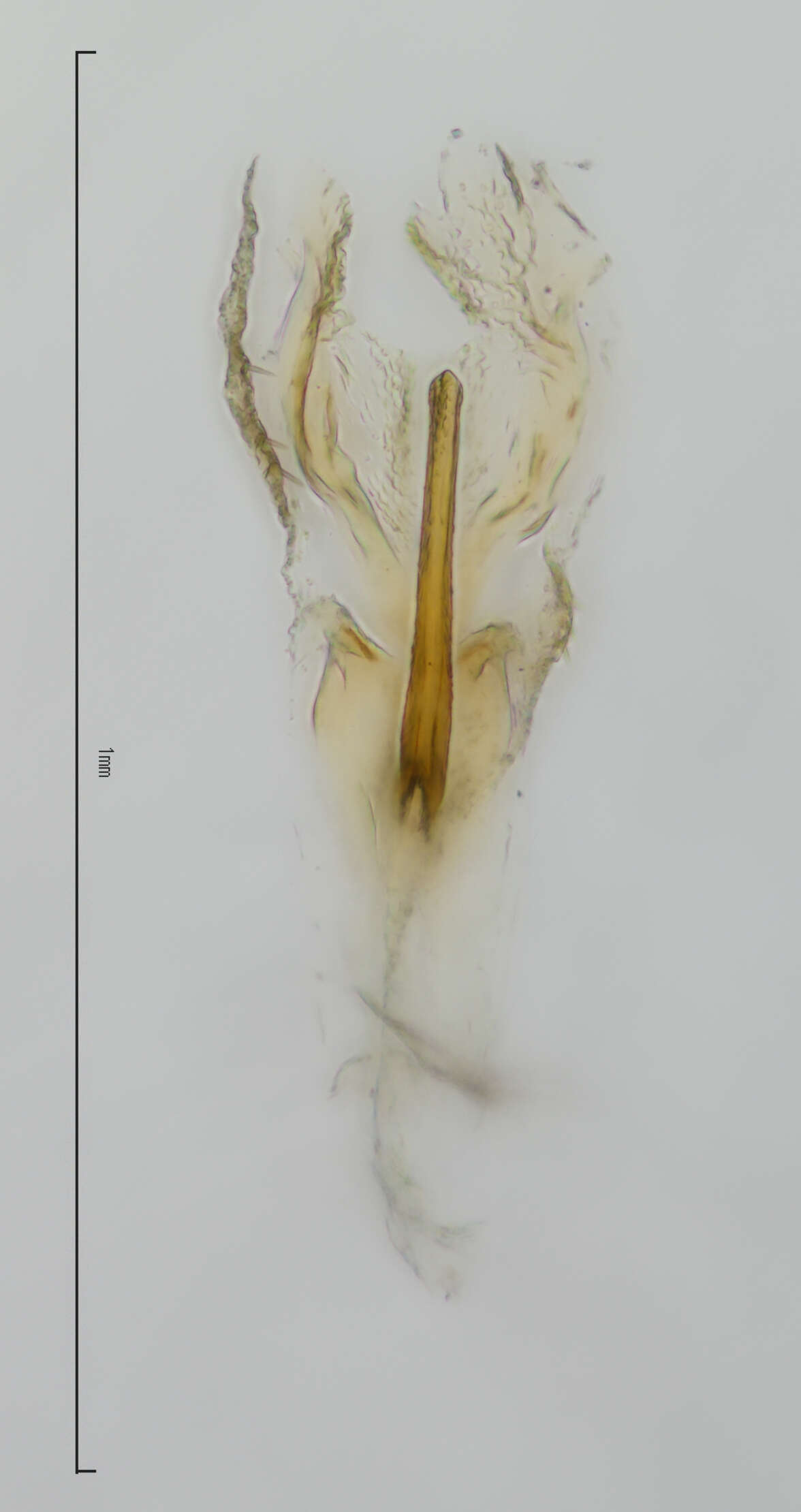 Image of Scaphytopius cinnamoneus (Osborn 1915)