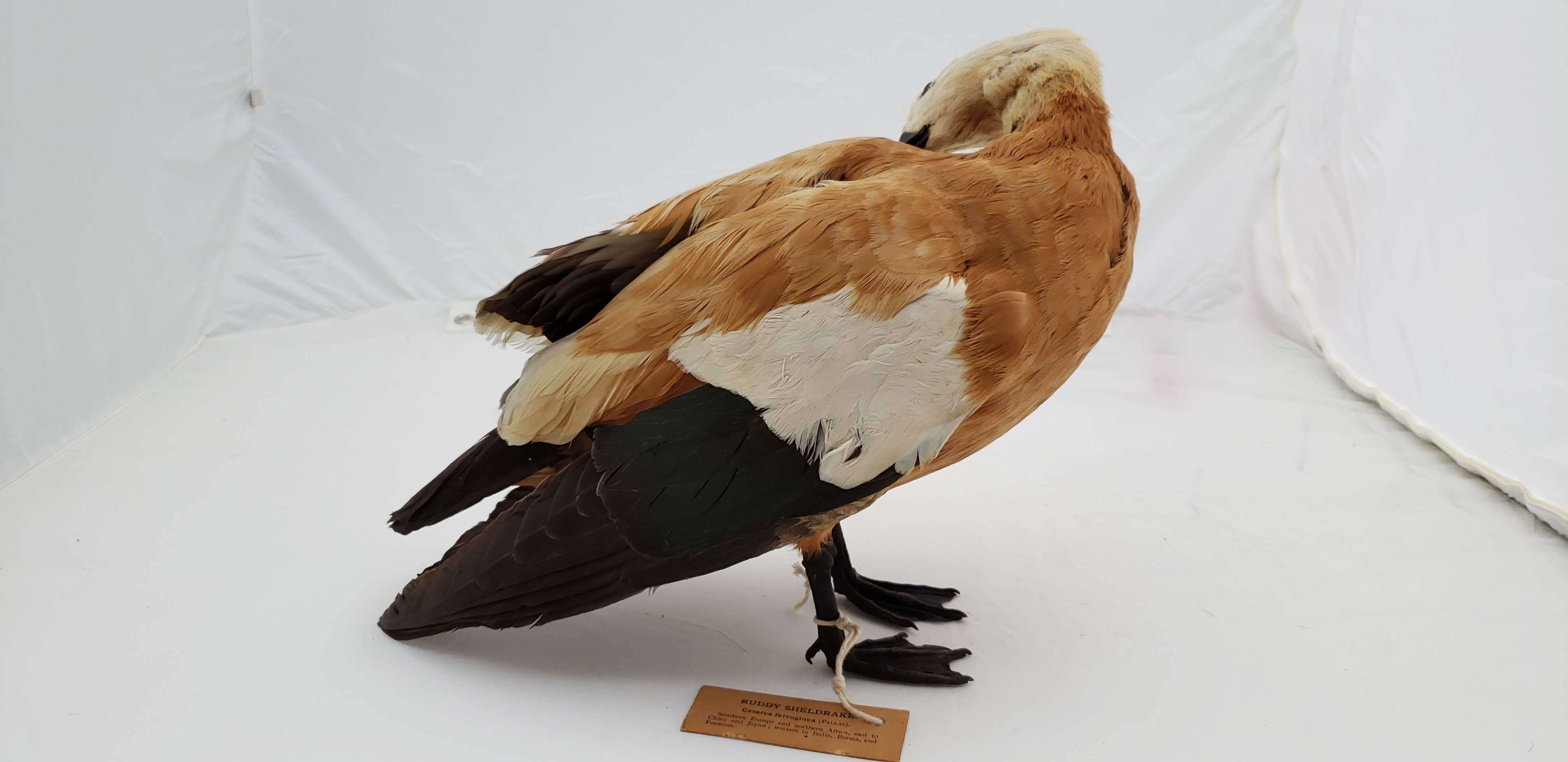 Image of Ruddy Shelduck