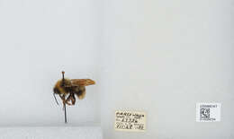 Image de Bombus insularis (Smith 1861)