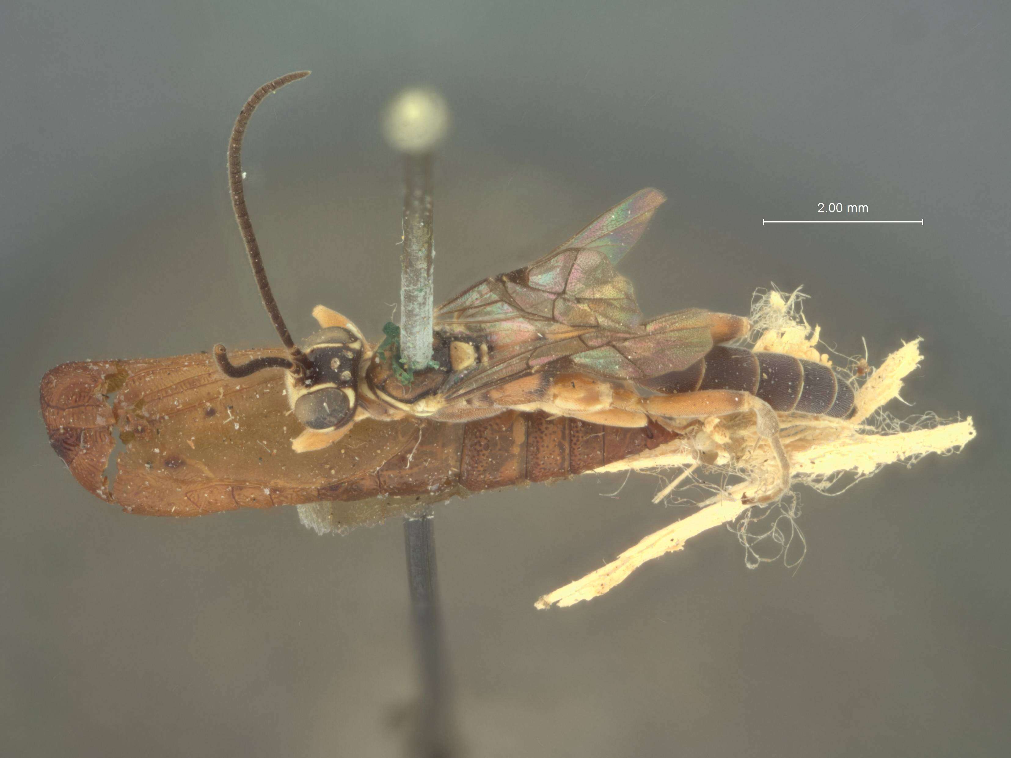 Image of Ichneumon Linnaeus 1758