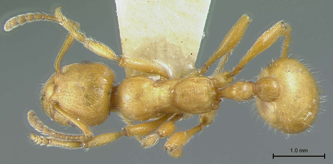 Image of Myrmica Latreille 1804