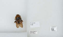 Bombus ephippiatus Say 1837 resmi