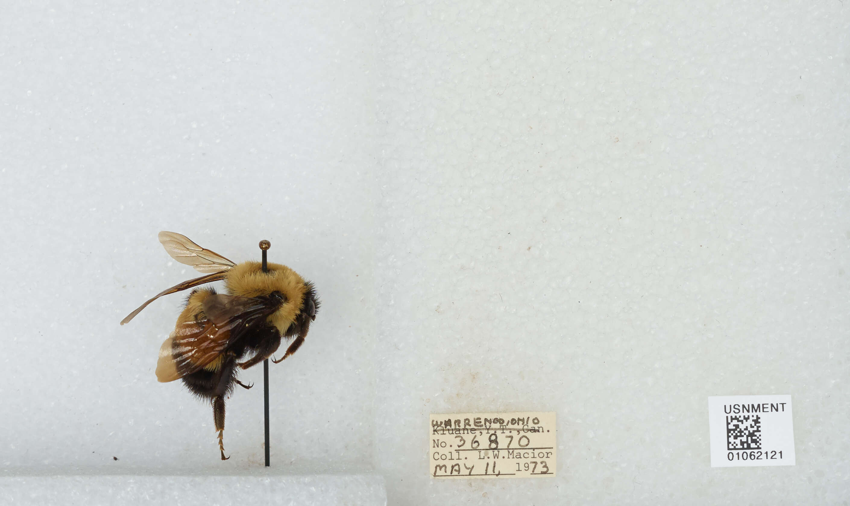 Слика од Bombus affinis Cresson 1864