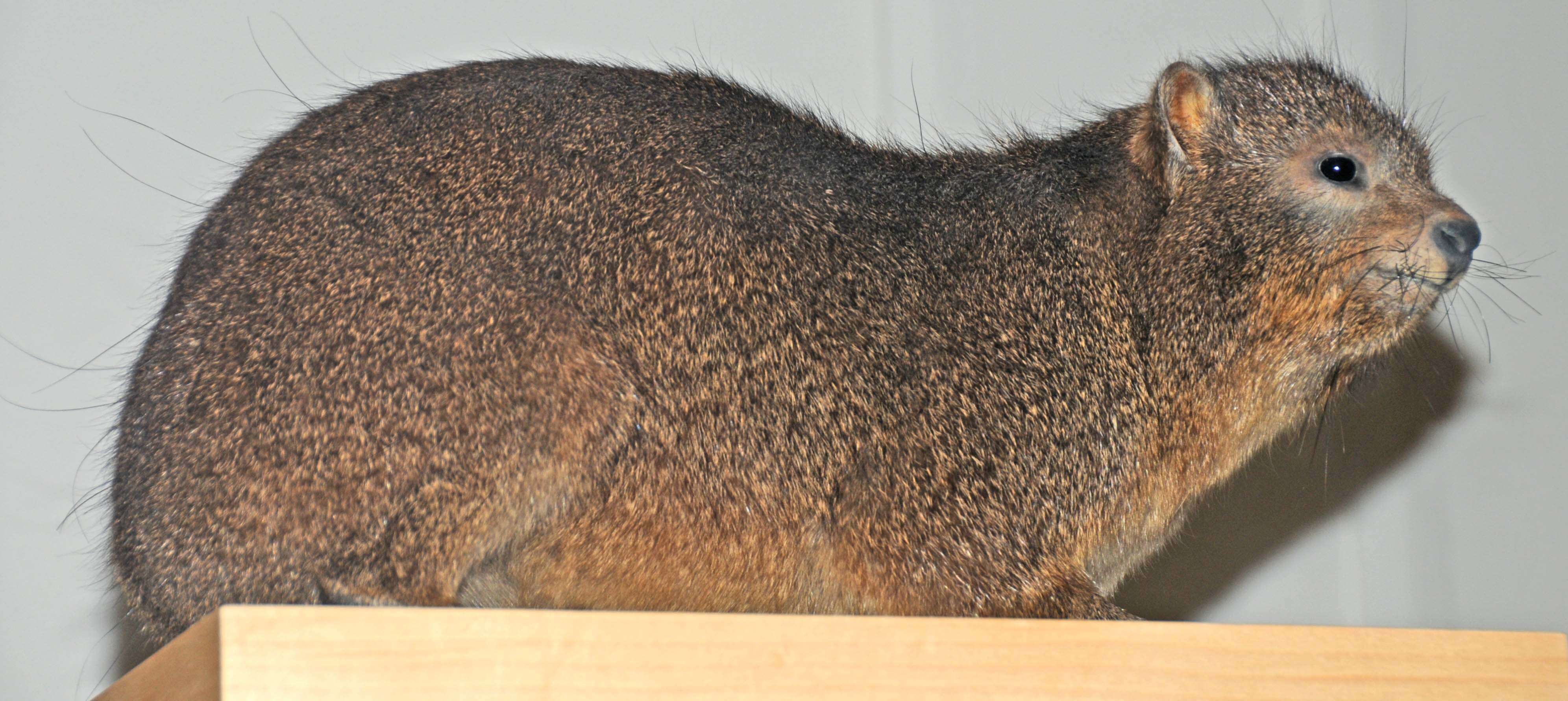 Image of Rock Hyrax