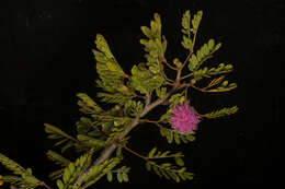 Image of <i>Mimosa tricephala</i> var. <i>nelsonii</i>
