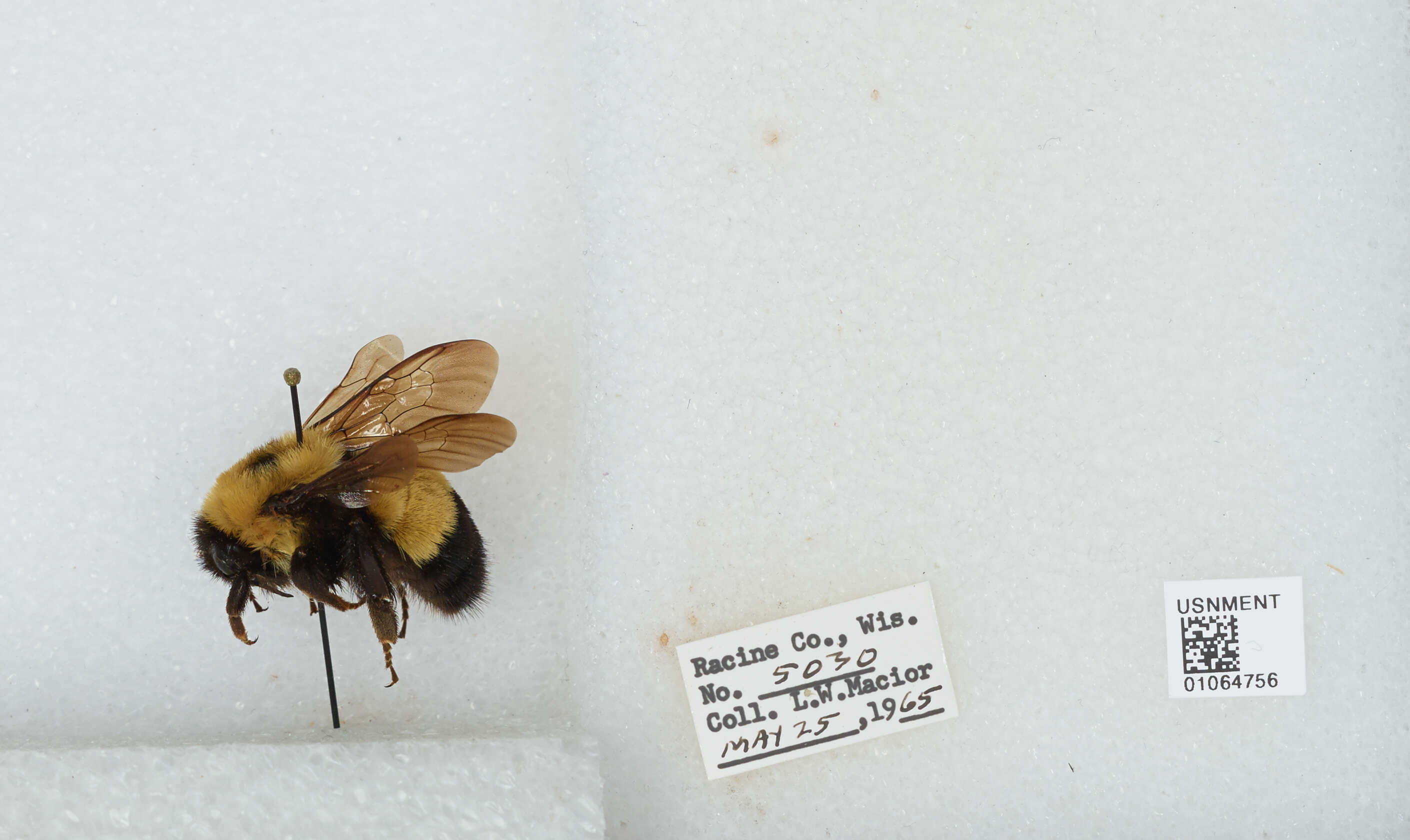 Слика од Bombus affinis Cresson 1864