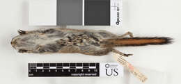 Image of Palmer’s Chipmunk