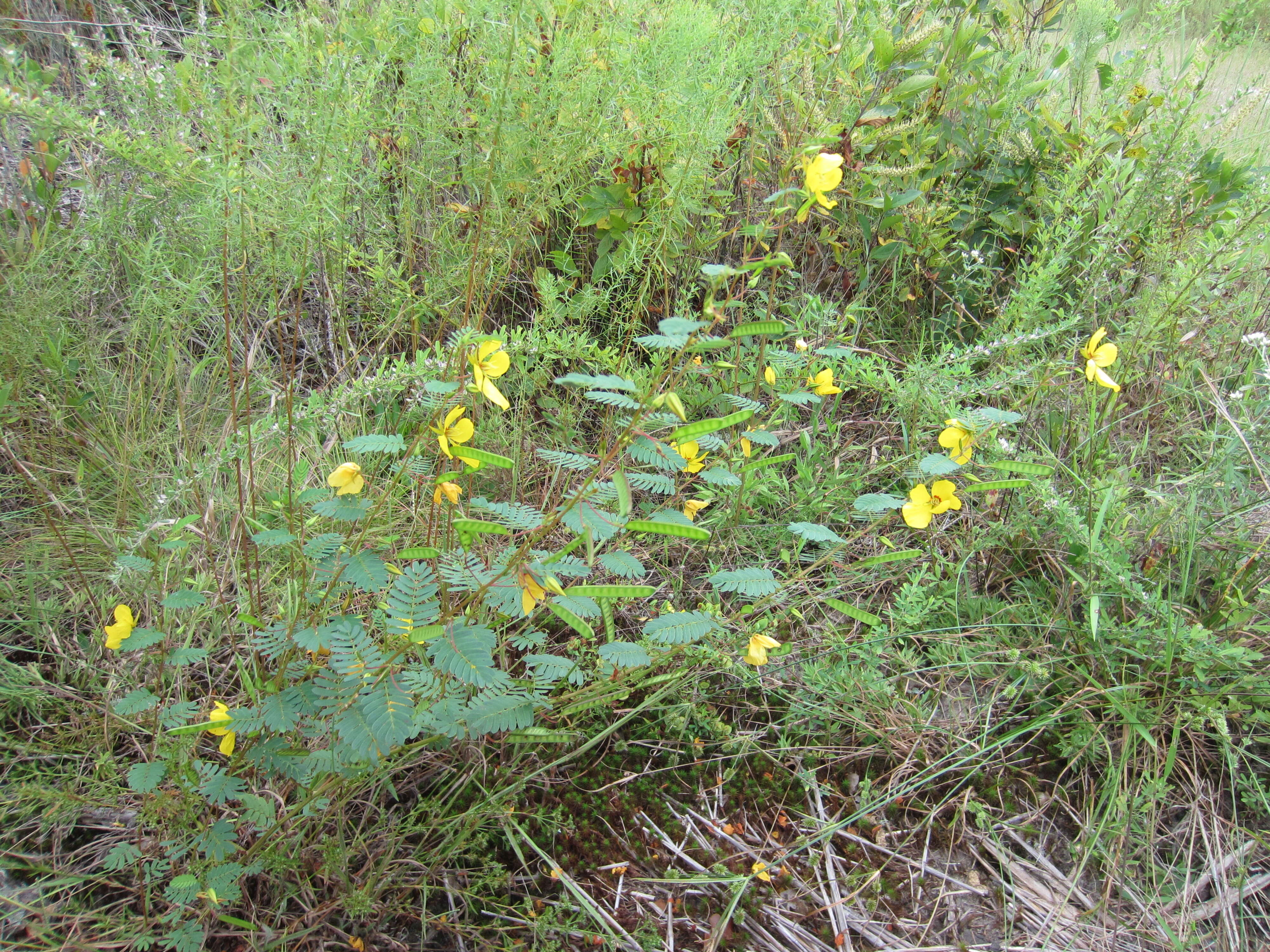 Image of partridge pea