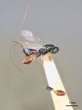 Image of Podagrion shirakii Crawford 1913