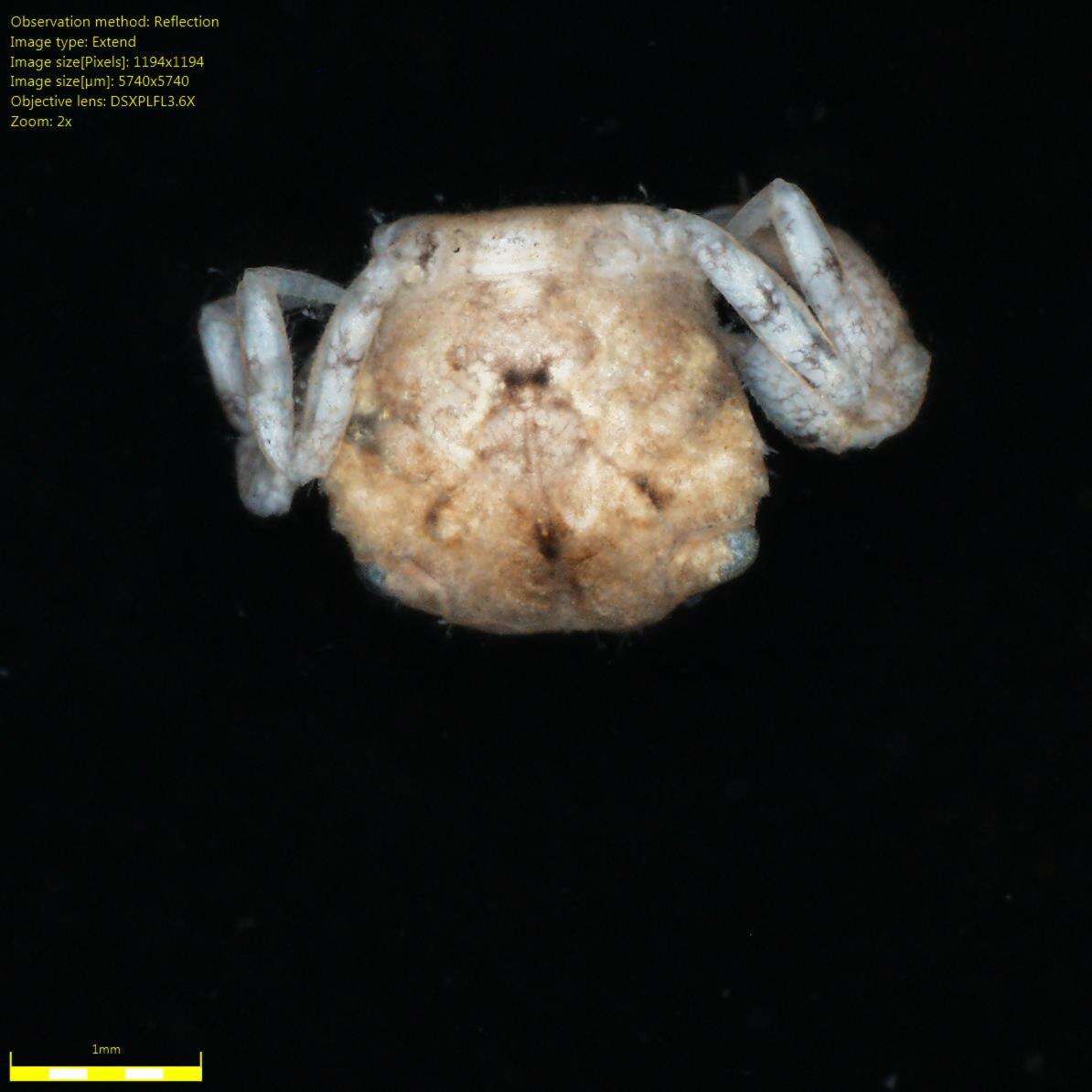 Image of Dyspanopeus Martin & Abele 1986
