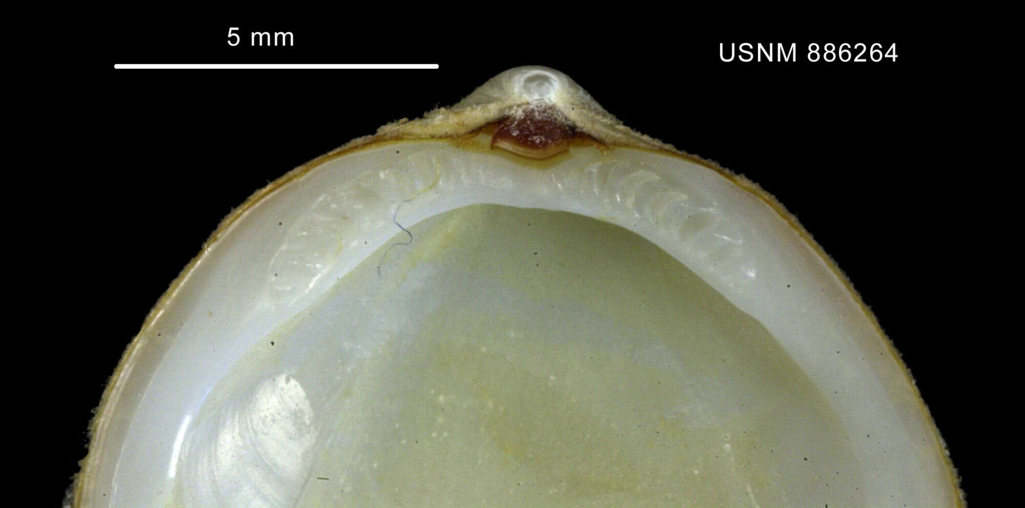 Image of Limopsis hirtella Rochebrune & Mabille 1889