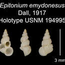 Imagem de Epitonium emydonesus Dall 1917