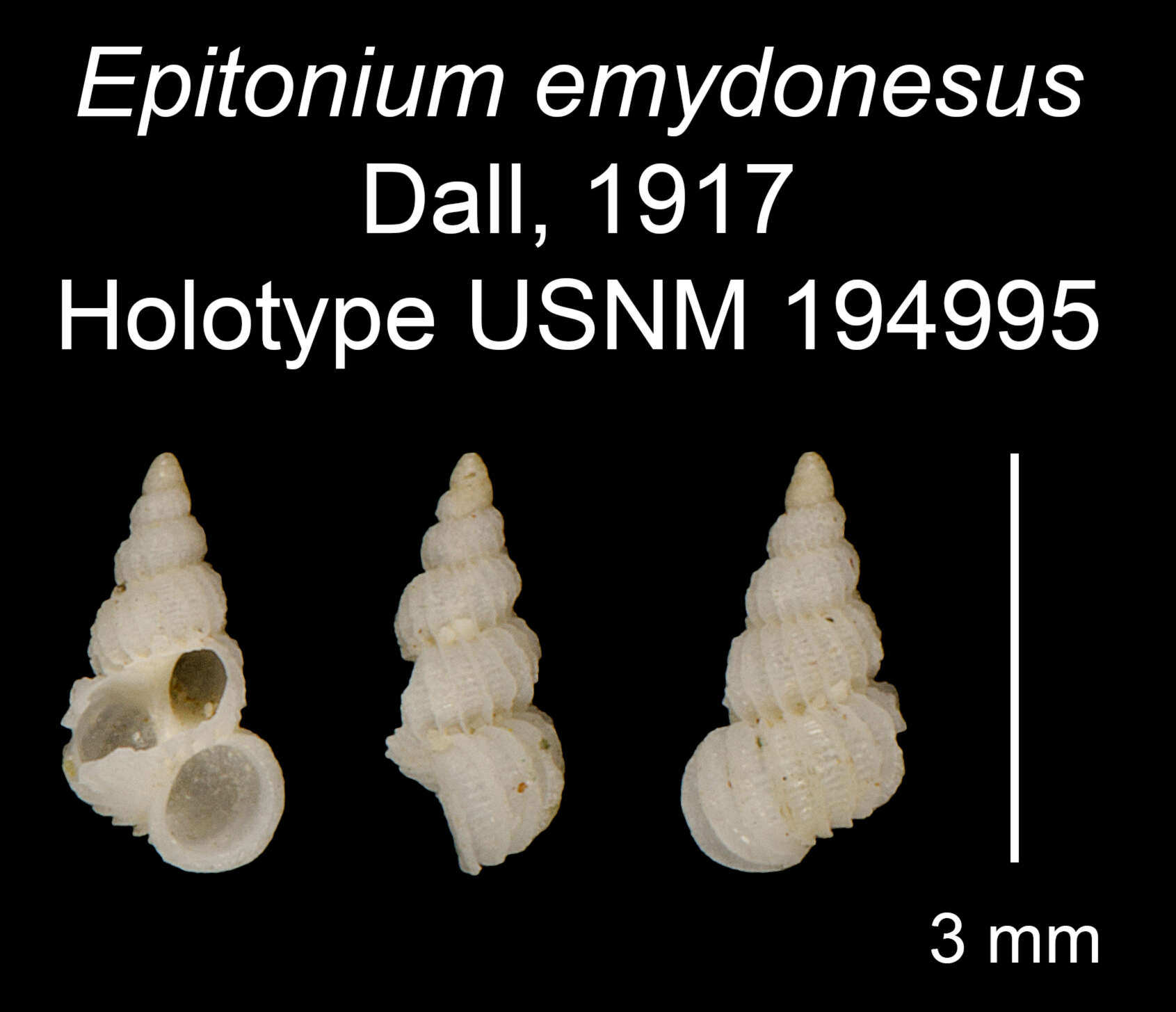 Image of Epitonium emydonesus Dall 1917