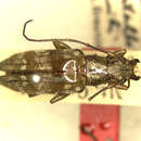 Image of Tmesisternus metalliceps Breuning 1940