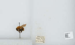 Image of Common carder bumblebee