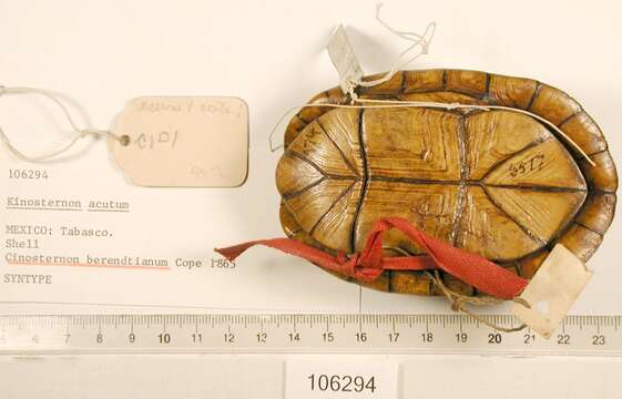 Image of Tabasco Mud Turtle