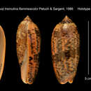 Image of <i>Miniaceoliva flammeacolor</i> (Petuch & Sargent 1986)