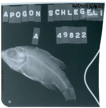 Image of Schlegel&#39;s cardinalfish