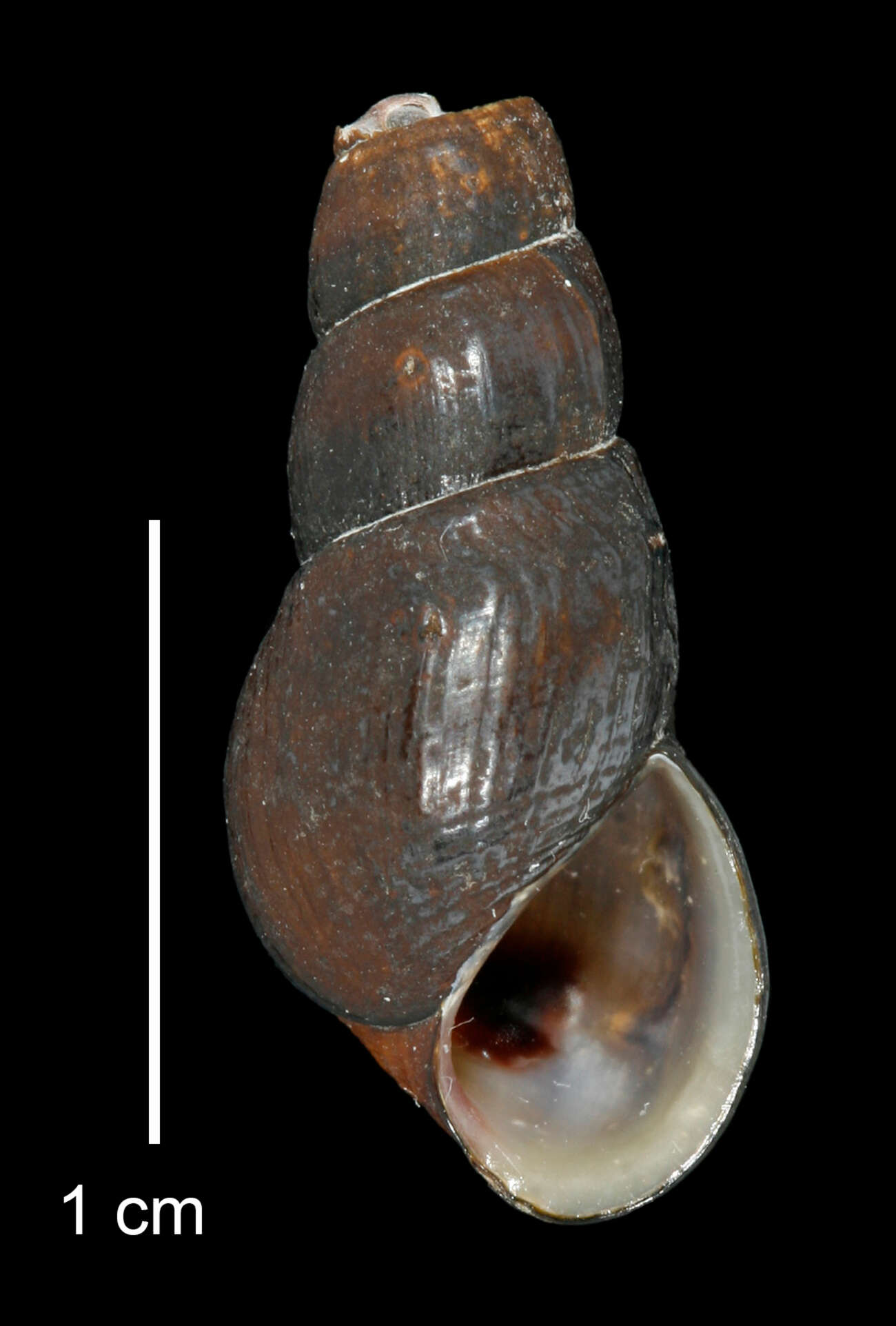 Image of Juga plicifera (I. Lea 1838)