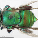 Image de Euglossa pleosticta Dressler 1982