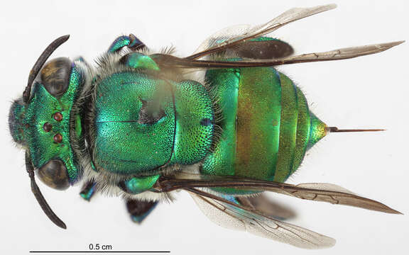 Image of Euglossa pleosticta Dressler 1982