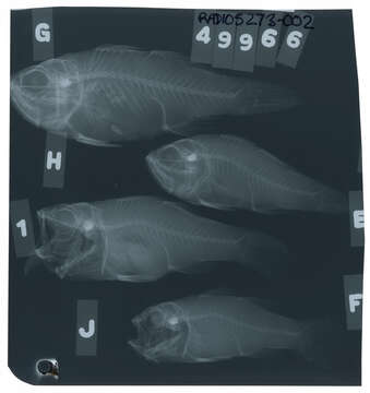 صورة Jaydia lineata (Temminck & Schlegel 1842)