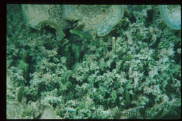 Image of cactus tree alga