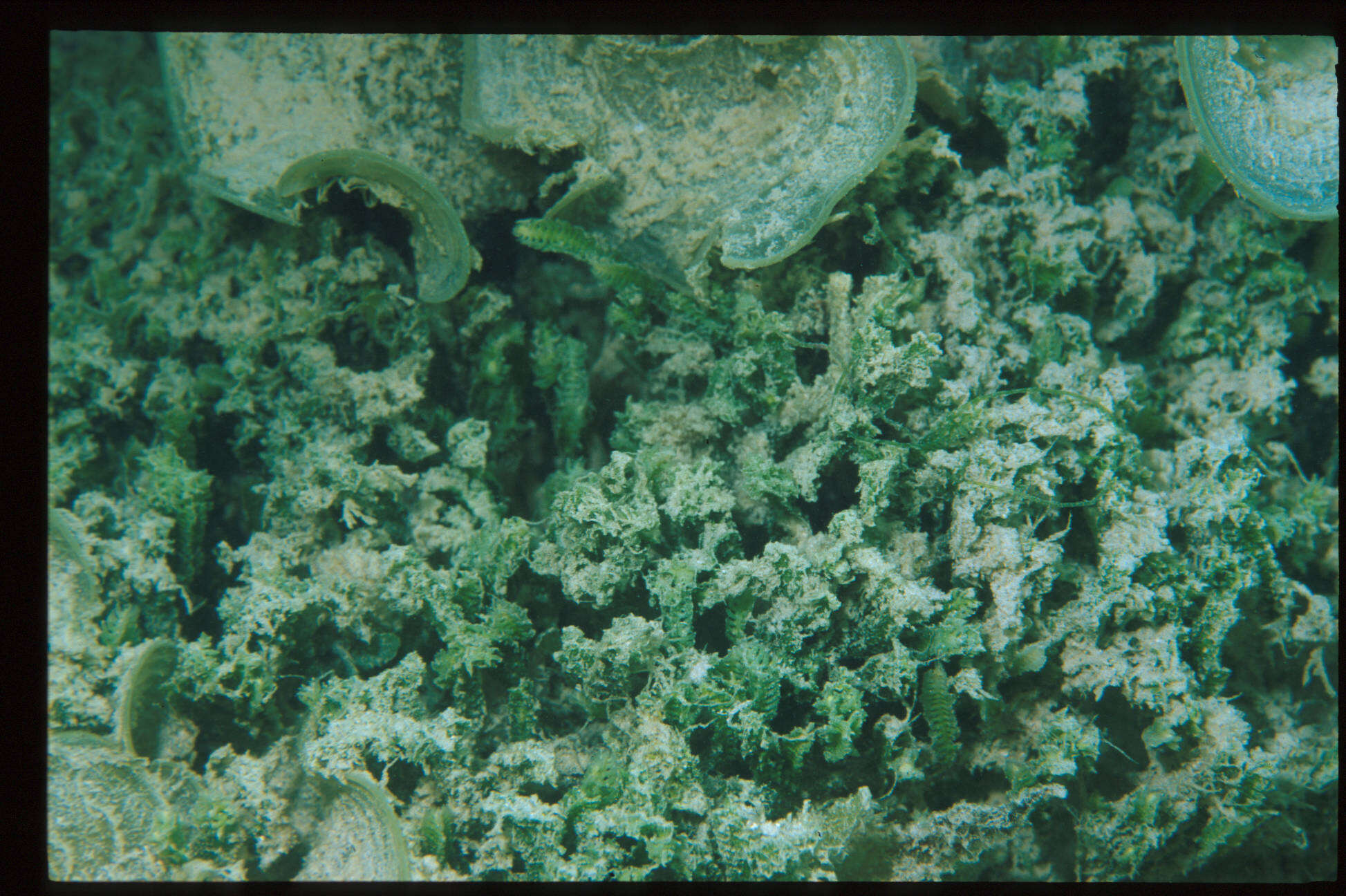 Image of cactus tree alga