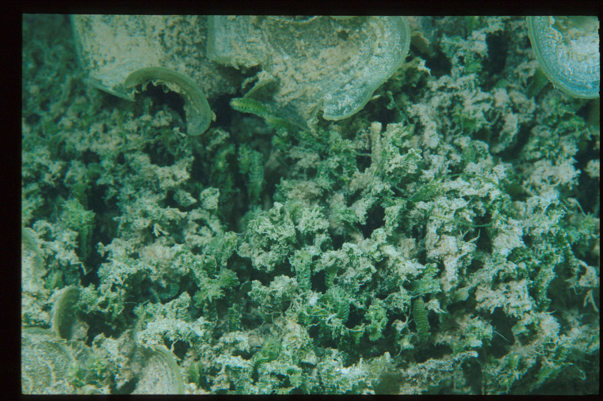 Image of Caulerpa cupressoides