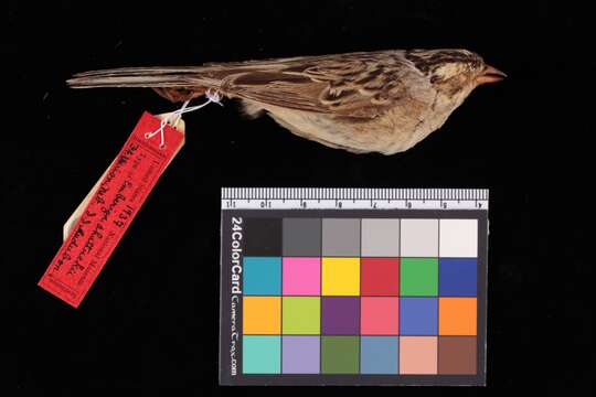 Image of Clay-colored Sparrow