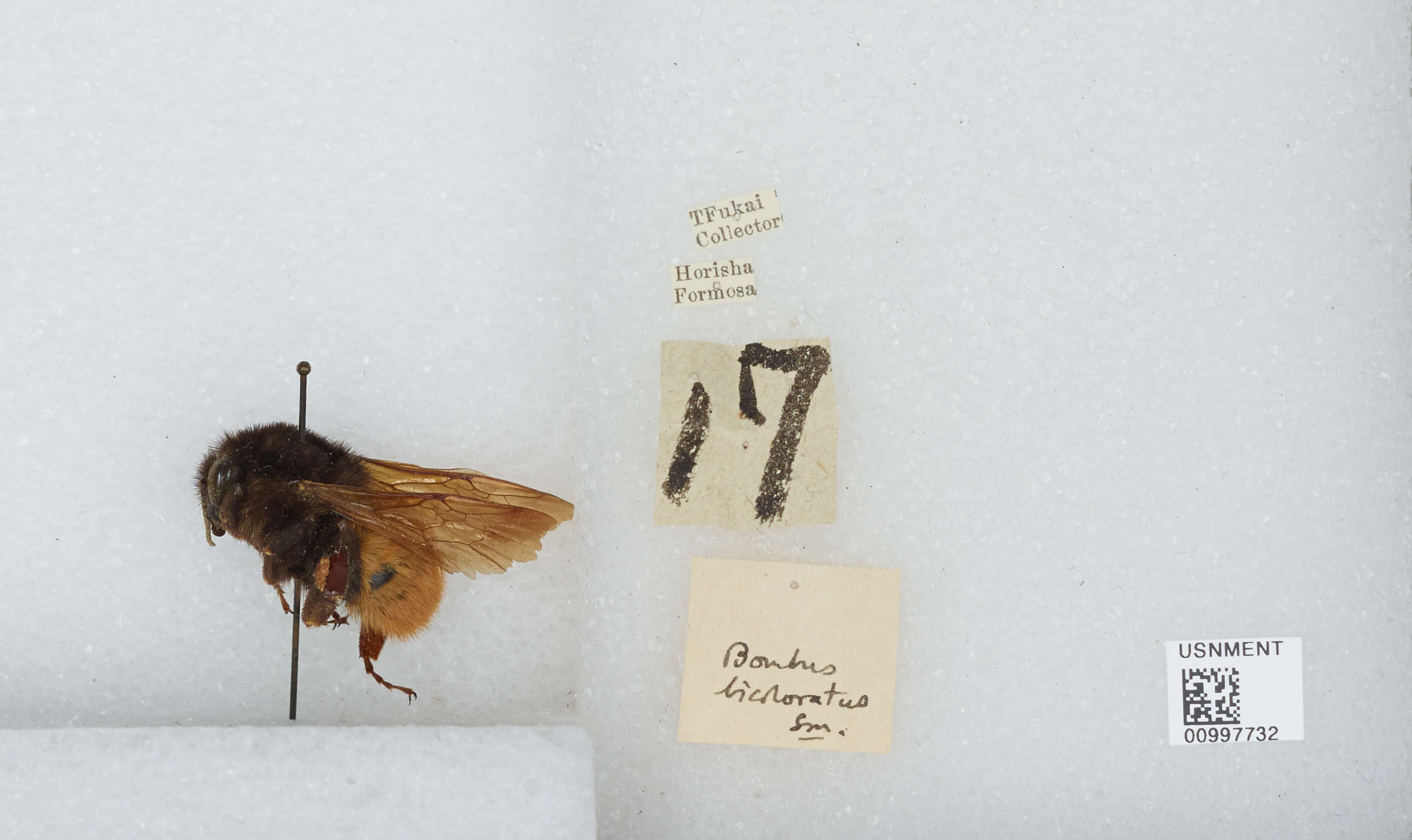 Image of Bombus bicoloratus Smith 1879