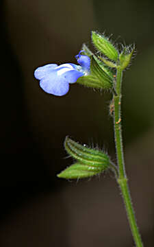 Image of Salvia L.