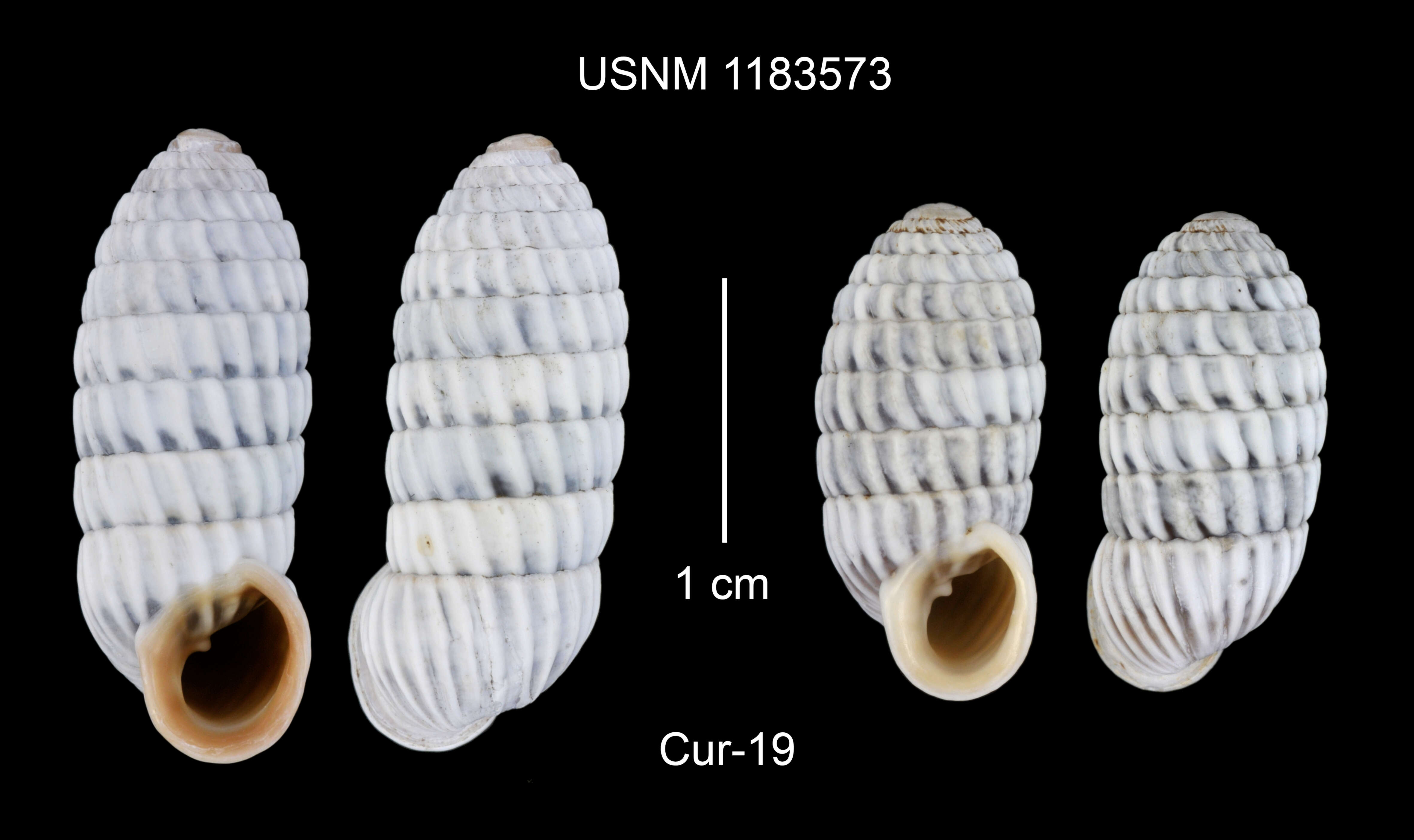 Image of Cerion uva (Linnaeus 1758)