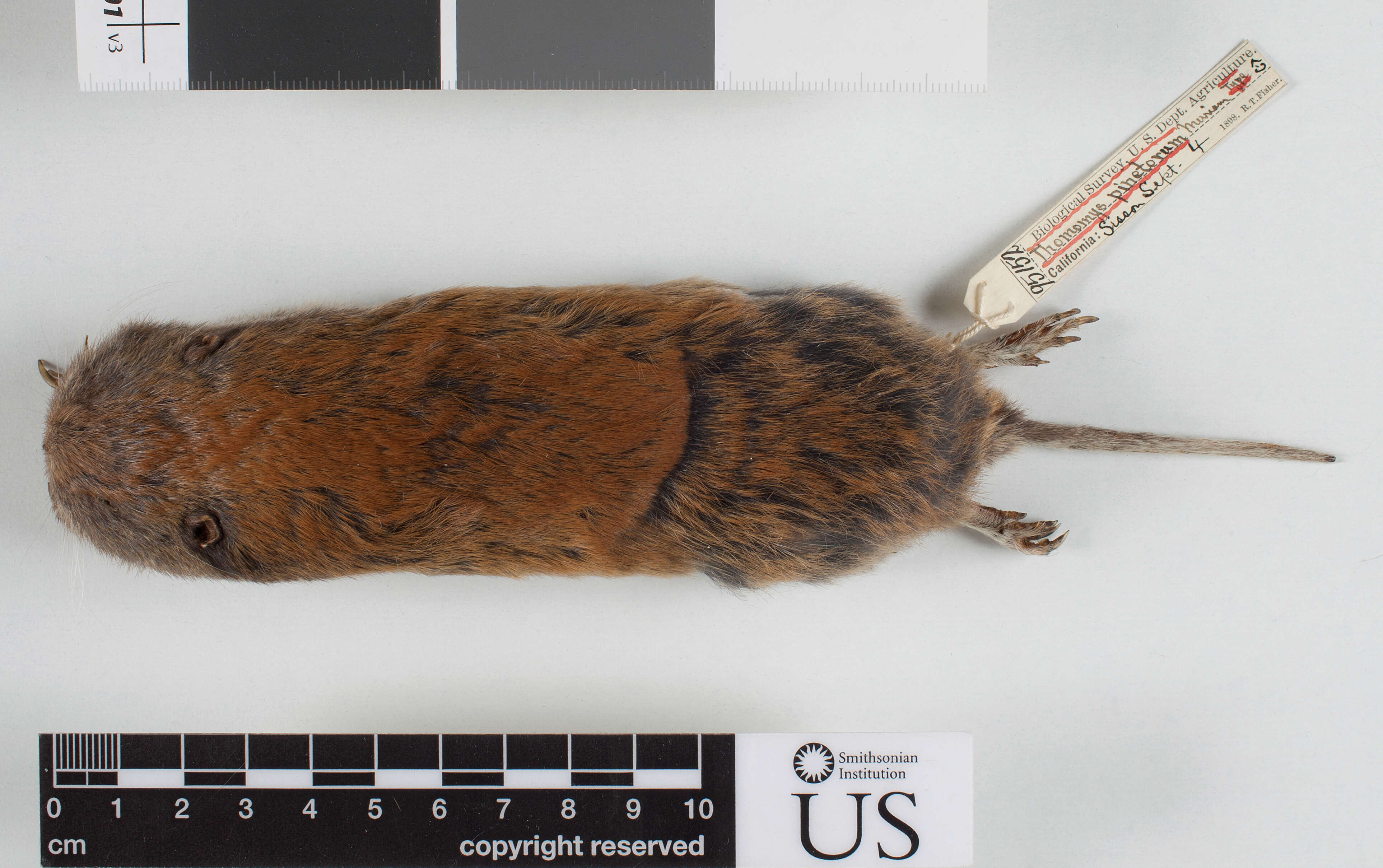 Image of Mountain Pocket Gopher