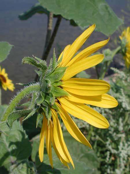 Image of common sunflower