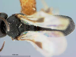 Image of Chelonus hyalinus McComb 1968
